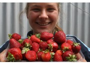 SIMPLY STRAWBERRIES  Big Pack  Aongatete Grown